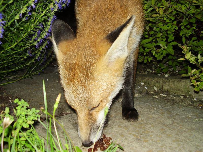 Fox cub eats