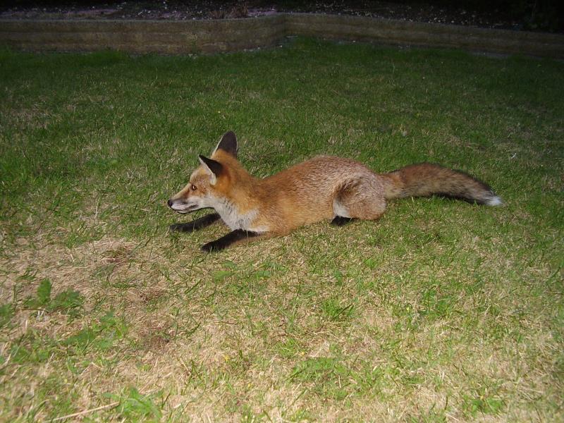 Fox cub on lawn 2