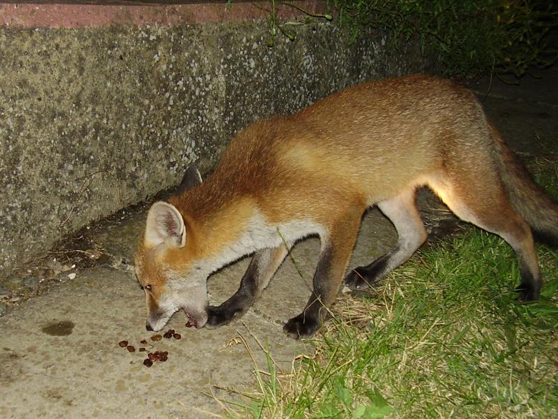 Greedy fox cub