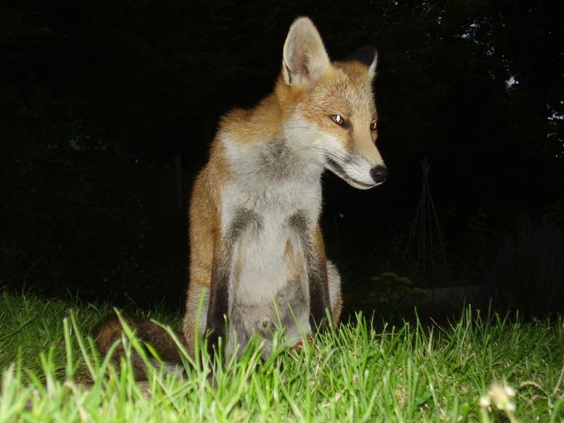 Fox cub portrait 2