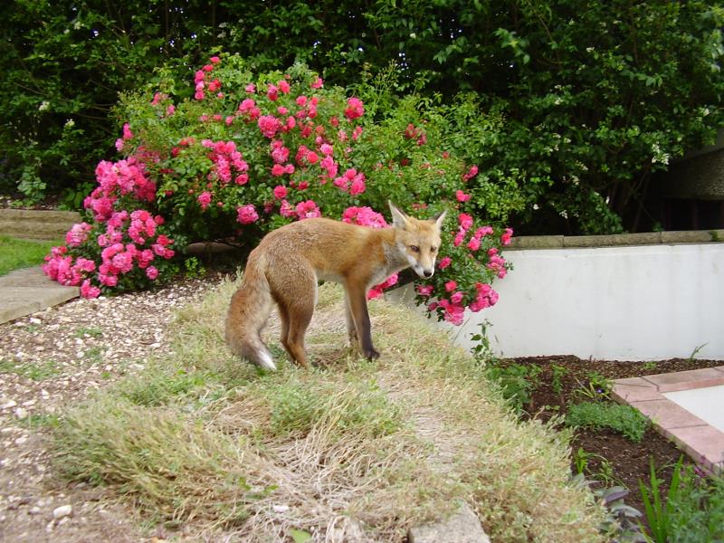 Fox cub and roses 3