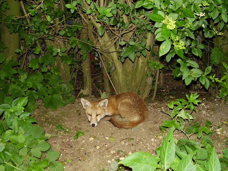 Fox cub sleeping 1