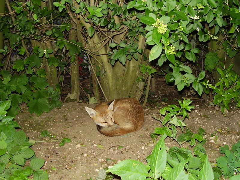 Fox cub sleeping 2