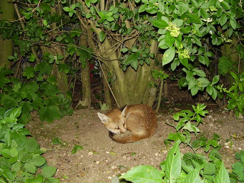 Fox cub sleeping 3