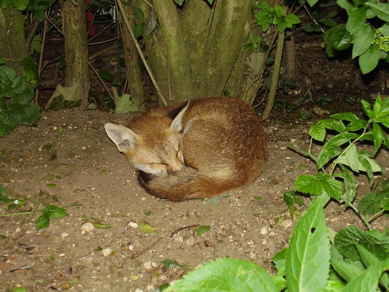 Fox cub sleeping 4