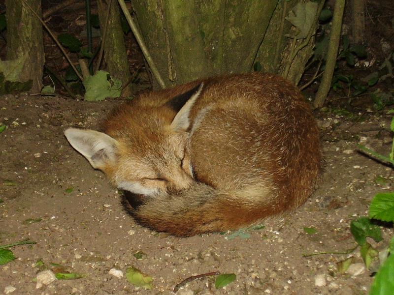 Fox cub sleeping 5