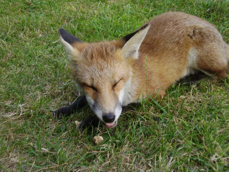Fox cub crunching a Markie