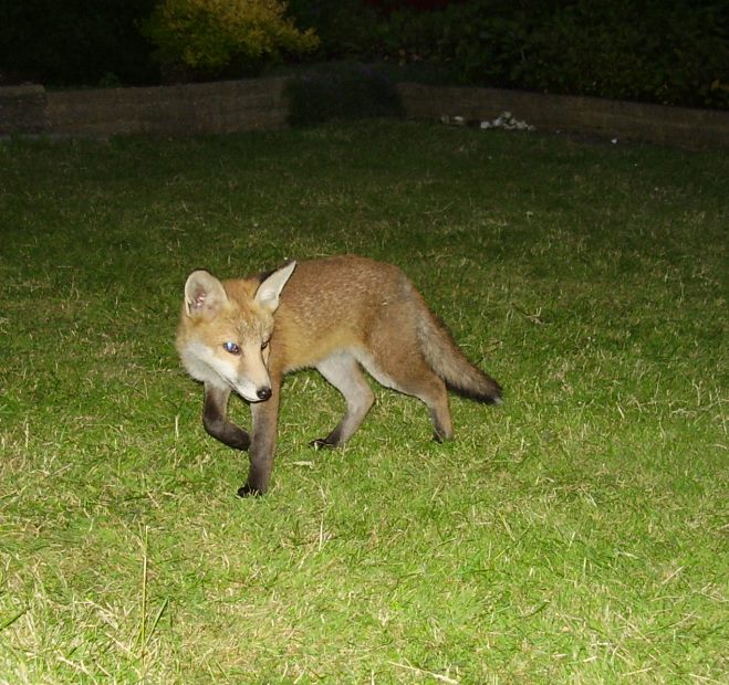 Fox Cub turning