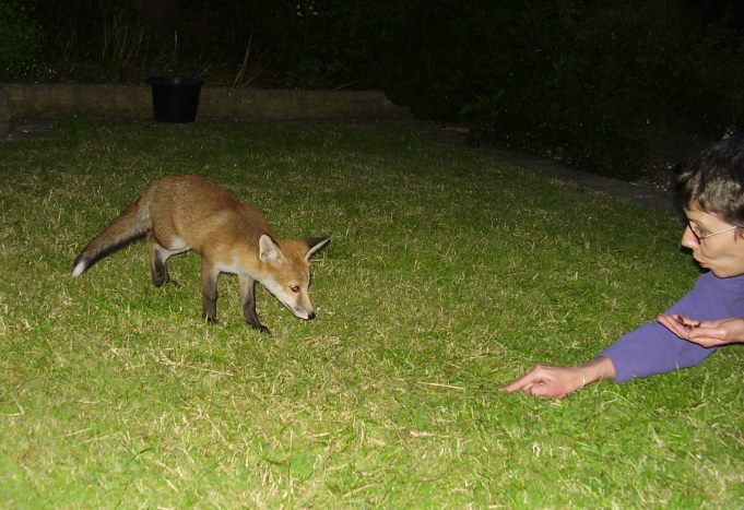 Fox Cub investigates