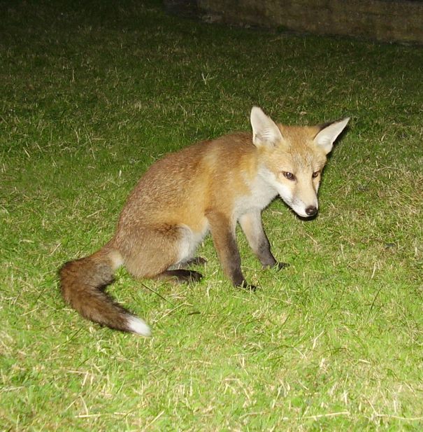 Fox Cub close up