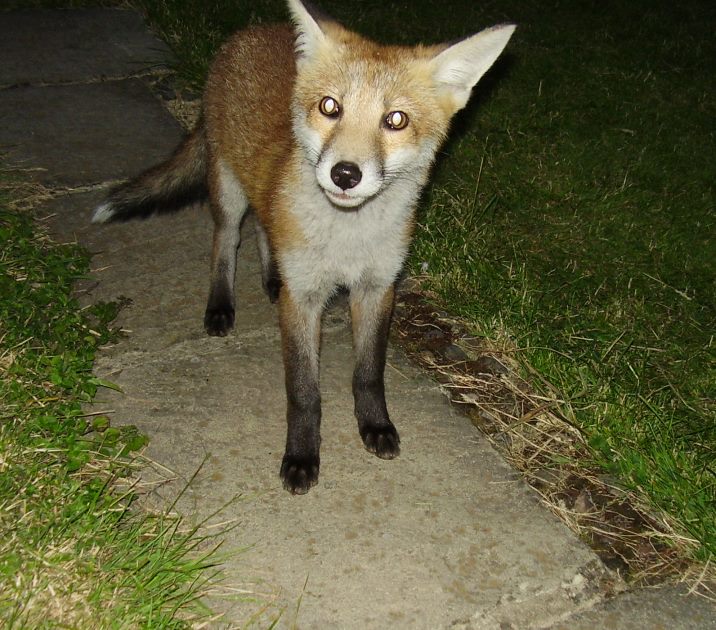 Fox Cub Cuteness