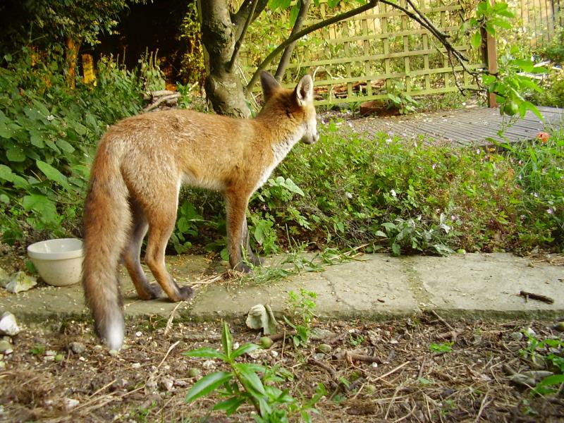 Fox cub watch