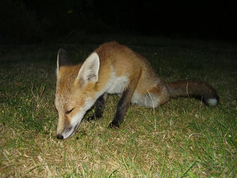 Fox cub sniffing
