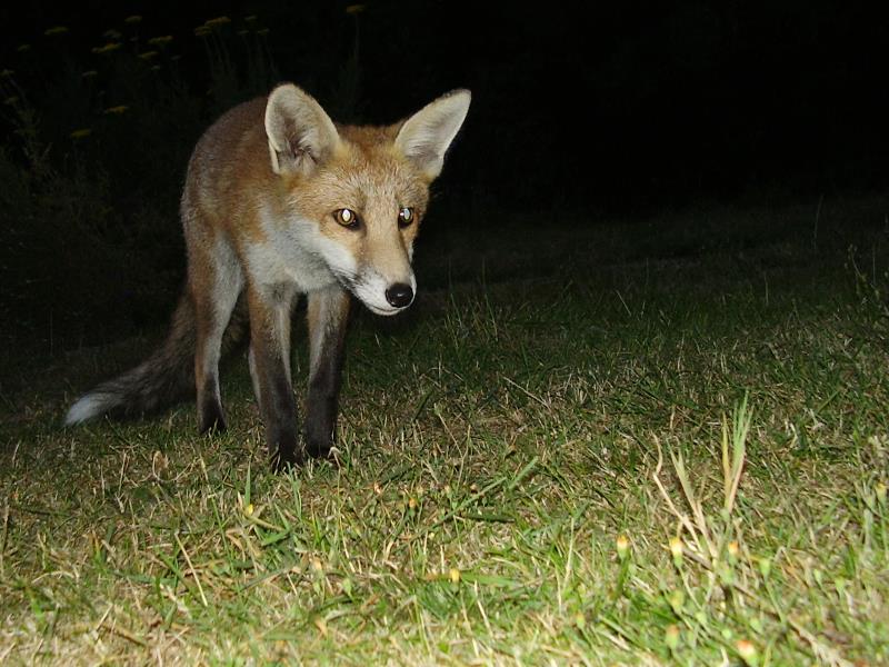 Fox cub looking
