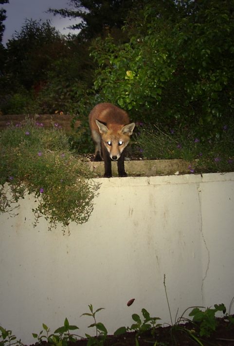 Fox Cub perched 2