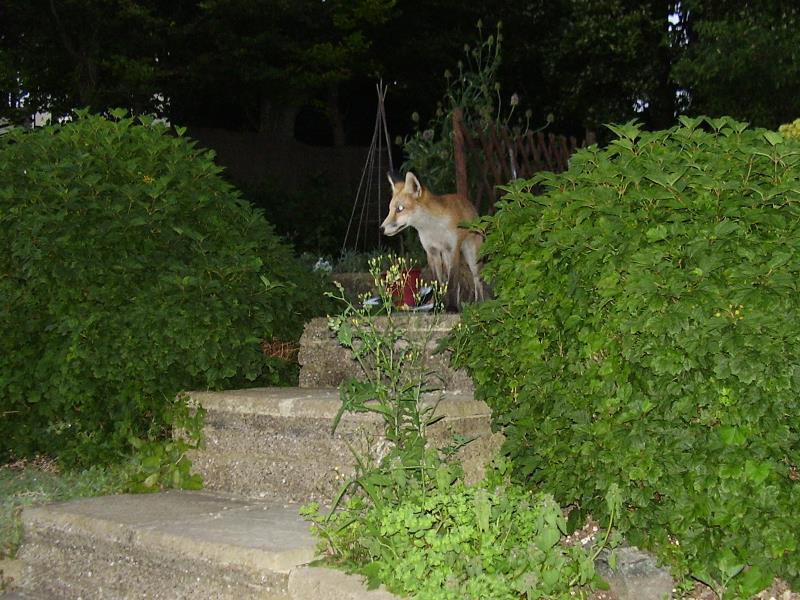Fox cub by shrub