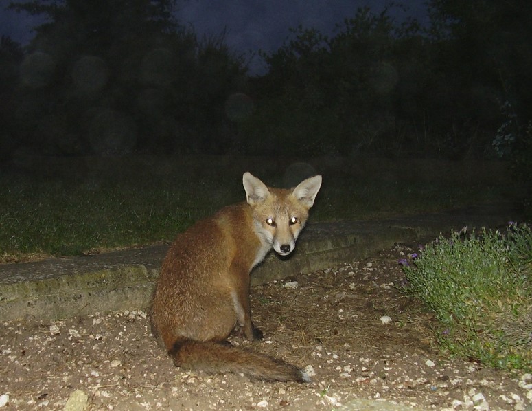 Fox Cub at night