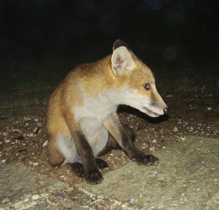 Fox Cub at night 3