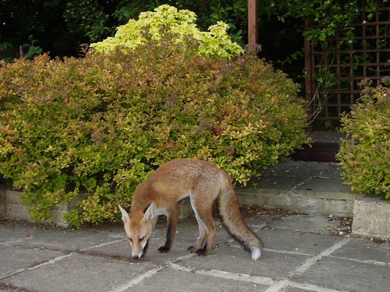 Fox cub on patio 2
