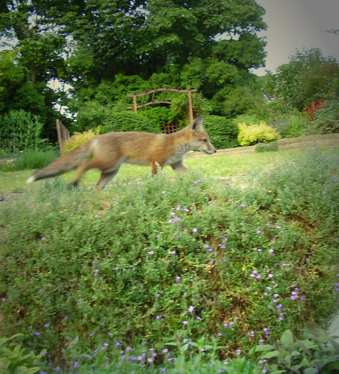 fox cub walking