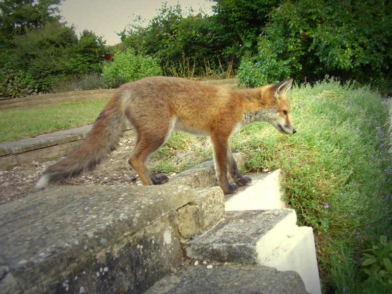Fox Cub by steps 2