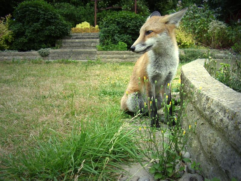 Fox cub sitting 2