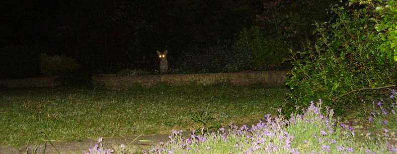 Fox Cub in landscape