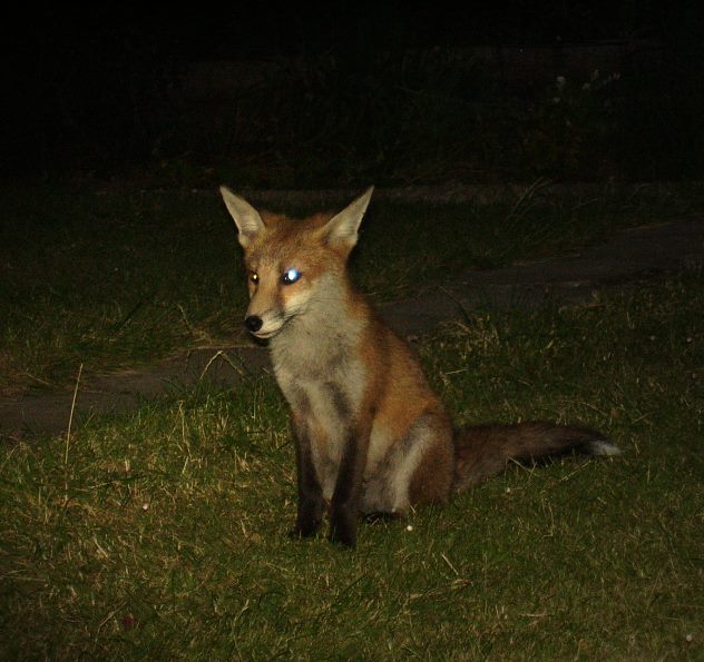 Fox Cub night