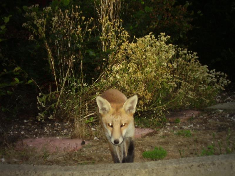 Fox cub head on