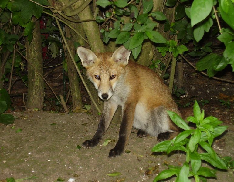 Fox Cub in woodland shade 2