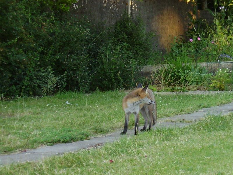Fox Cub on path