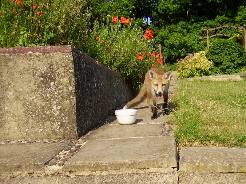 Fox Cub feeding time