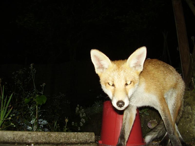 Fox cub and bucket