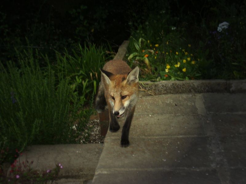Fox cub stepping