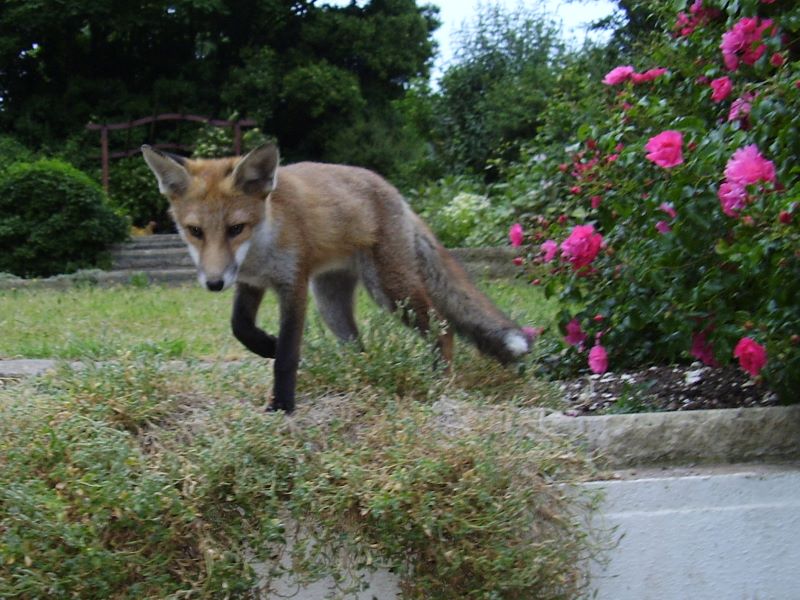 Fox cub roses 2