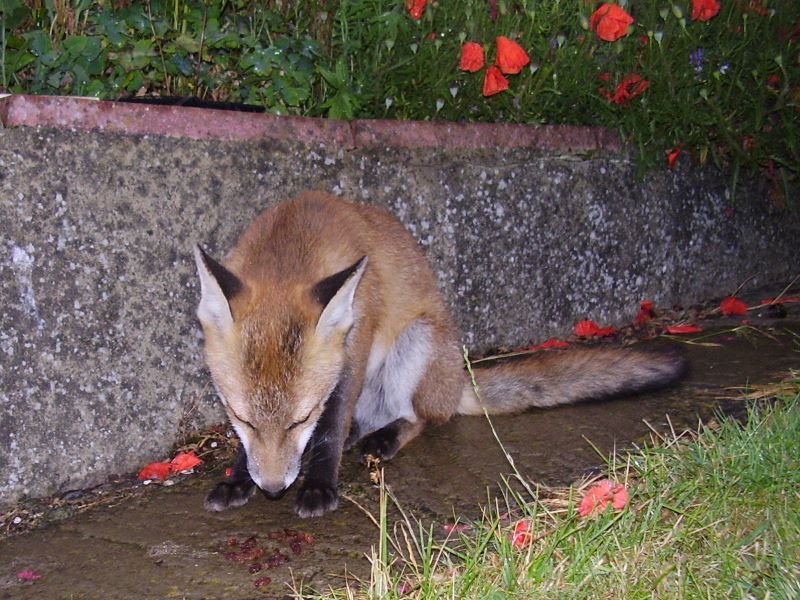 Fox Cub eating 2