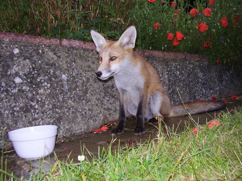 Fox Cub and bowl