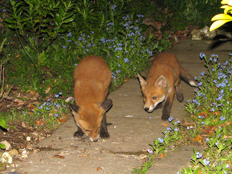 Two Fox Cubs