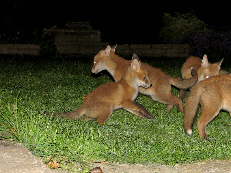 Fox Cubs playing
