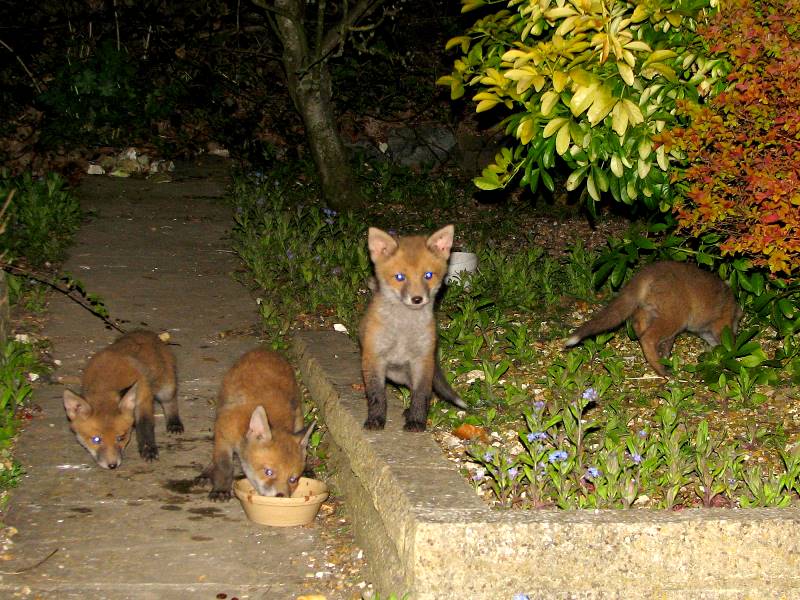 Four Fox Cubs