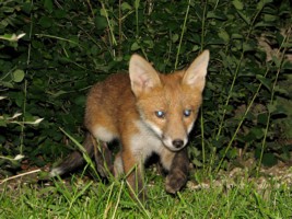young fox cub