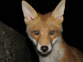 fox cub