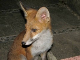  fox cub 