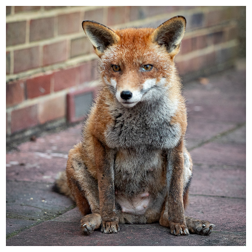 0403250403250017.jpg - Lopa showing signs of lactating. This is probably the day after the night she had her litter.