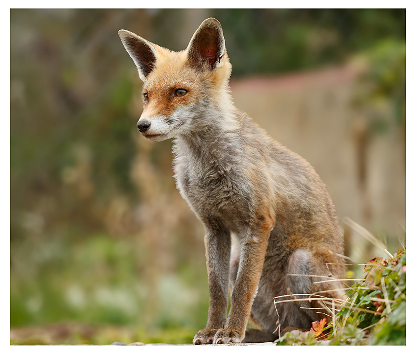 0511251110255723.jpg - SoLo in the garden