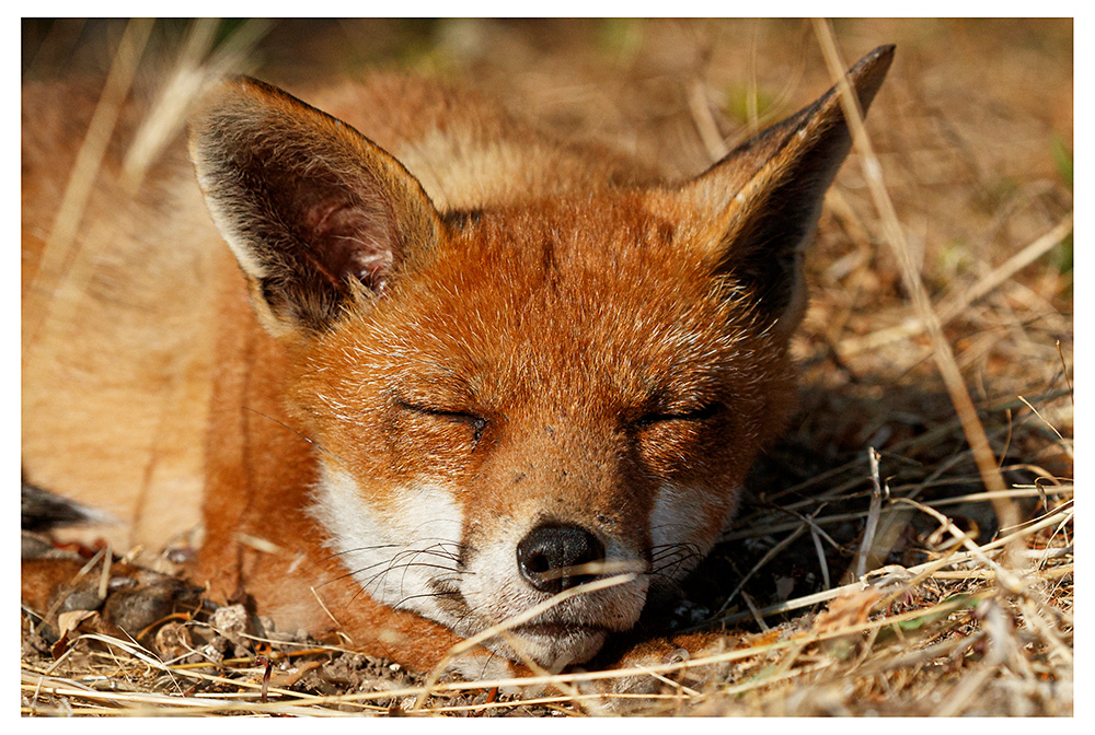 1008261607269077.jpg - Lopa the vixen