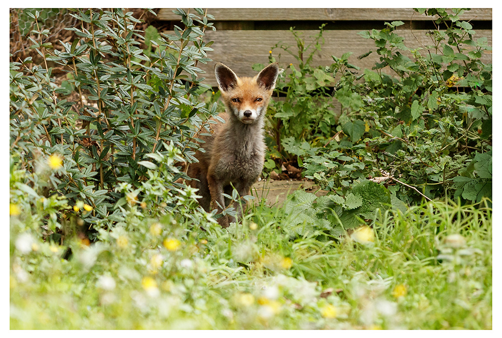 1211251810255800.jpg - SoLo in the garden