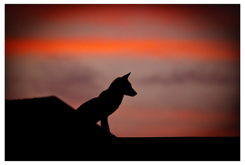 1307261307268921.jpg - Lopa the vixen