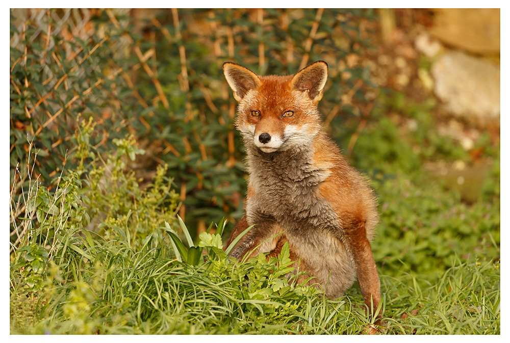 1702261402266671.jpg - Lopa in the garden