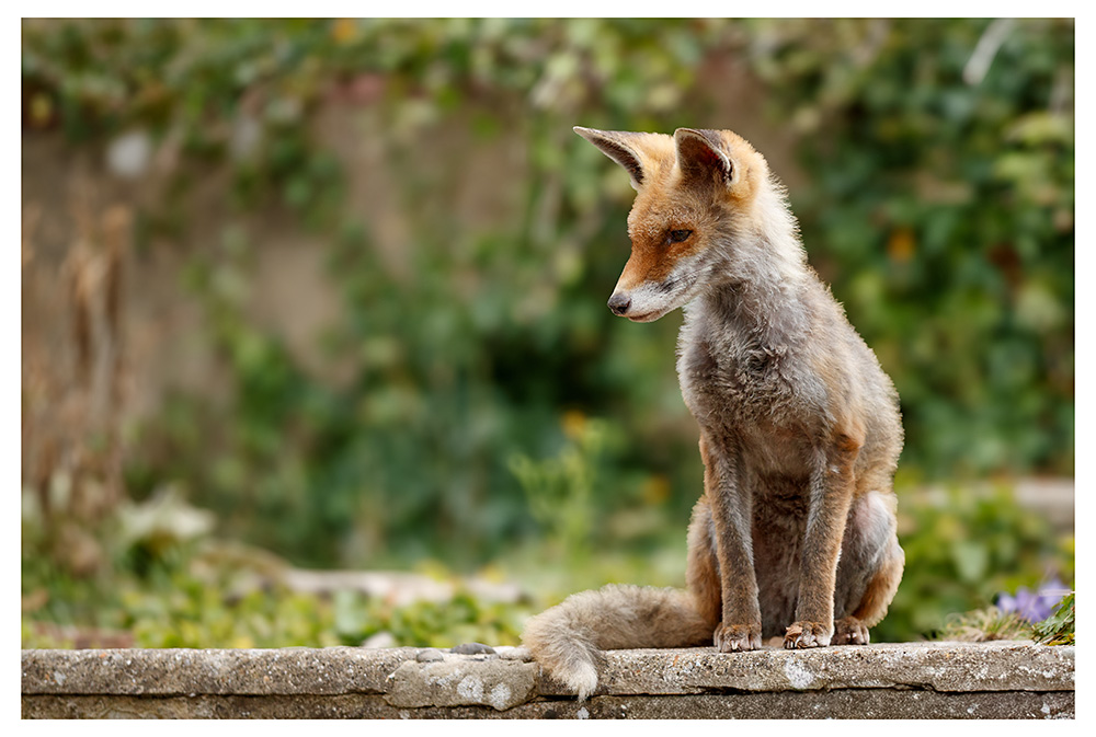 1711251810255778.jpg - SoLo in the garden